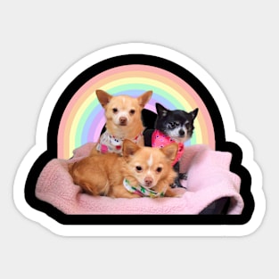 Three Chihuahuas in a rainbow basket Sticker